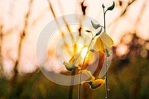 Closeup Sunhemp or Crotalaria juncea flower field