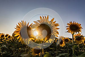 Closeup of sunlight beaming through sunflowers growing in a fiel