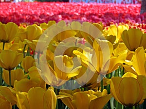 Closeup of sunlight brightening blooming golden tulips on red tulip background in spring