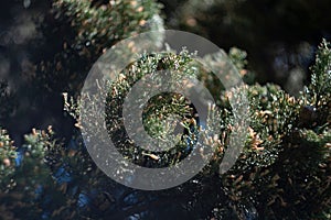 Closeup of sunlight penetrating through green pine branches