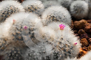 Closeup on sunlight touched blooming pink cactus flower