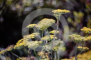 Closeup of sunlit fennels in the garden with blurred background