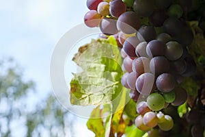 Closeup of sunlit, almost ripe grapes in early autumn
