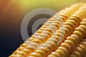 Closeup of sunlit yellow corn kernels, set in neat rows