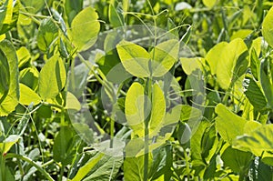 Closeup of sunlit young, fresh, green pea plant grass growing in a field