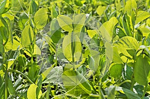 Closeup of sunlit young, fresh, green pea plant grass growing in a field