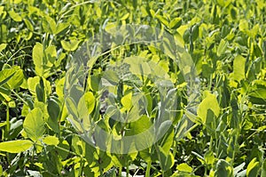 Closeup of sunlit young, fresh, green pea plant grass growing in a field