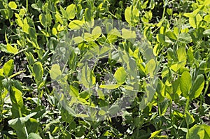 Closeup of sunlit young, fresh, green pea plant grass growing in a field