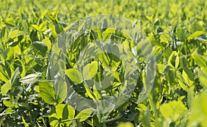 Closeup of sunlit young, fresh, green pea plant grass growing in a field