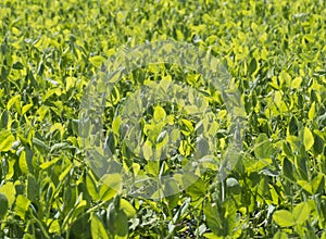 Closeup of sunlit young, fresh, green pea plant grass growing in a field