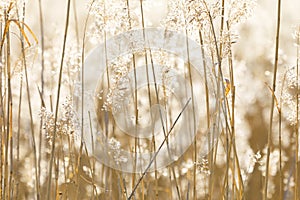 Closeup of sunny backlit reed background