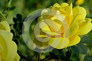 Closeup sunny yellow rose flower petals