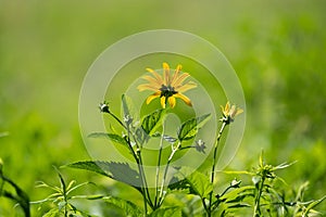 Closeup of sunroot flowers (Jerusalem artichoke) growing in a meadow