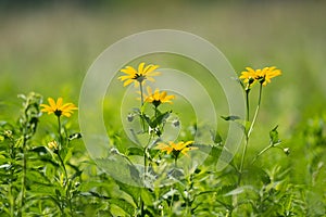 Closeup of sunroot flowers (Jerusalem artichoke) growing in a meadow