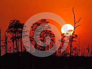 Closeup of sunset at Blackwater National Wildlife Refuge in Maryland