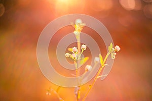 Closeup of sunset summer flowers. Daisy flowers under sunlight for relaxing nature background