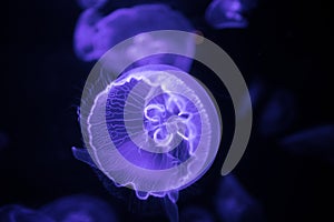 Iridescent jellyfish