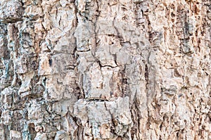 Closeup surface wood pattern at old cracked skin of trunk of tree textured background