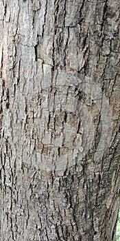 Closeup surface wood pattern at old cracked skin of trunk of tree textured background. nature background wallpaper,