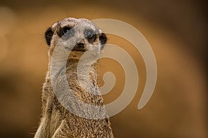 Closeup of the suricate meercat standing photo