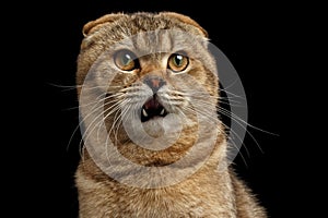 Closeup Surprised Scottish fold Cat looks questioningly on Black