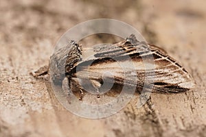 Closeup on the Swallow Prominent owlet moth, Pheosia tremula sitting on wood