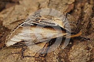 Closeup on the Swallow Prominent puss moth, Pheosia tremula, sitting on wood