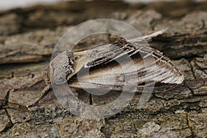 Closeup on the Swallow promintent moth, Pheosia tremula, sitting on wood