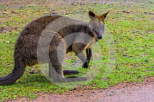 Closeup of a swamp wallaby, portrait of a kangaroo from Australia