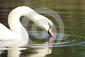 Closeup of swan head in water searching for food with selective focus on foreground