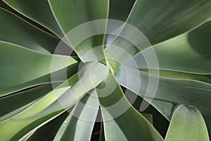 Closeup of Swans Neck Agave Plan