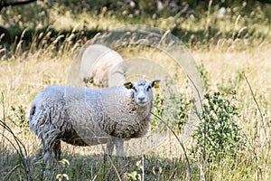 Closeup of a Swedish Gute sheep in a field behind a metallic fence against blurry sheep