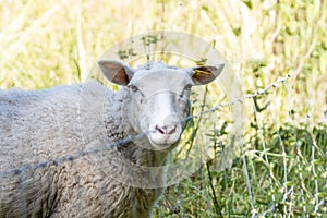 Closeup of a Swedish Gute sheep in a field behind a metallic fence staring at the camera