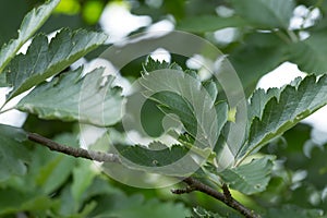 Closeup of Swedish whitebeam, Sorbus intermedia leafs