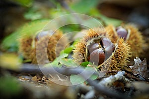 Closeup of sweet chestnuts Marone on a wooden, natural backgro