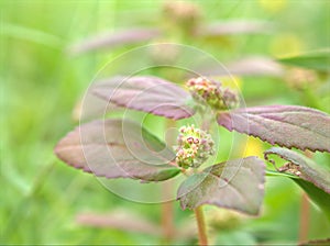 Closeup sweet color of Asthma-plant in garden with green blurred background with green blurred and sweet color background