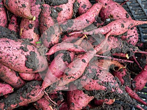 Closeup of sweet potato fruits with soil.