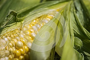 Closeup of sweet yellow corn in husk