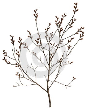 Sweetgale, Myrica gale isolated on white background photo