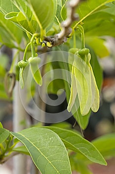 Sweetsop, or Sugar-Apple Buds photo