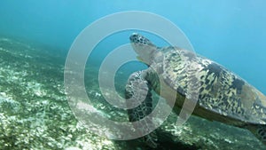 Closeup of swimming sea turtle