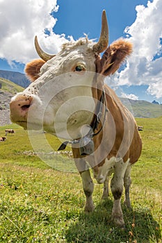 Closeup of a swiss cow at the alp