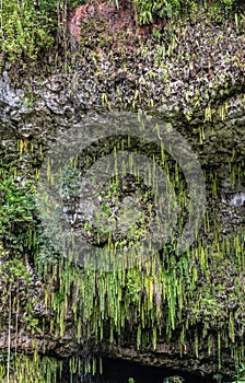 Closeup sword ferns on top of Fern Grotto Kamokila Village, Kauai, Hawaii, USA