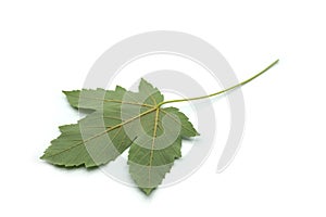sycamore maple tree leaf on white background