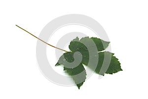 sycamore maple tree leaf on white background