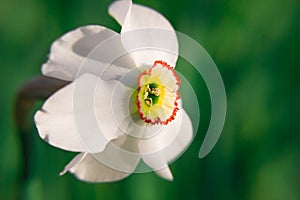 Closeup of symbol of spring revival and false pride ï¿½ narcissus flowers enlightened by sun on blurry background