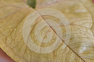 Closeup of a syngonium leaf