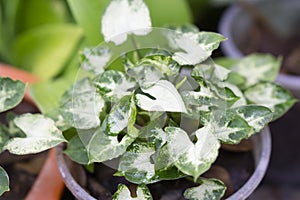 Closeup Syngonium podophyllum plant in pote with garden background photo