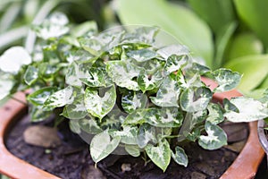 Closeup Syngonium podophyllum plant in pote with garden background photo