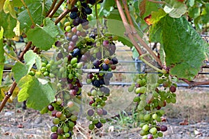 Closeup of Syrah Grapes Ripening in Marlborough Vineyard, New Zealand